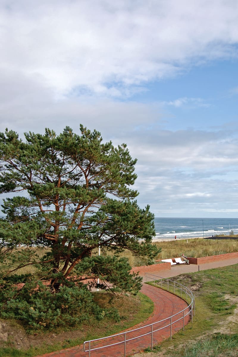 Windgeformte Kiefer über der Düne an der Baaber Promenade, dahinter die Ostsee.